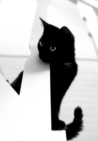 Сибирская черно белая кошка