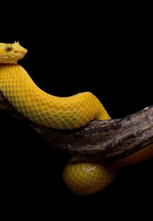 Желтая большая змея