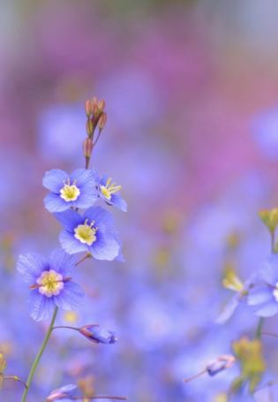 Голубые цветочки весной