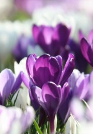 Фиолетовые цветочки весной