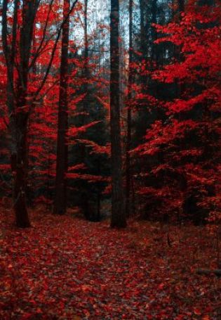 Красный лес фон