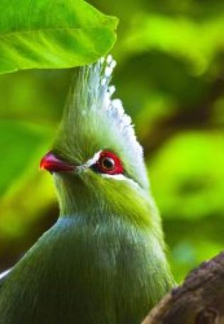 Зеленый попугай с хохолком