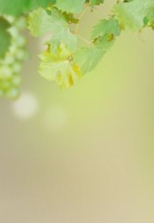 Виноградная лоза фон