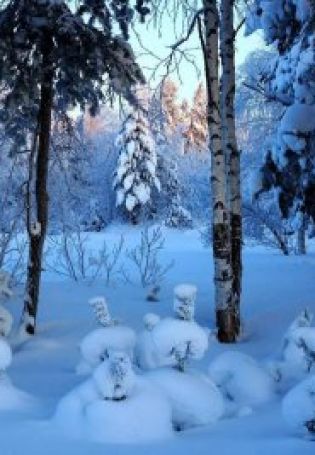 Картинки зимы в лесу