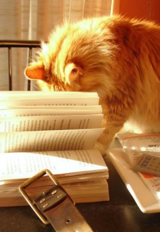 Читающий кот картинки