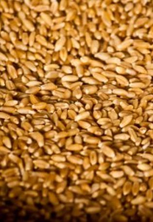 Зерно пшеницы картинки