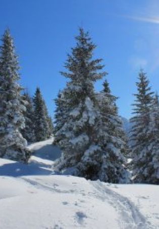 Зимний лес картинки
