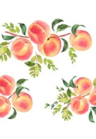 Рисунок персика