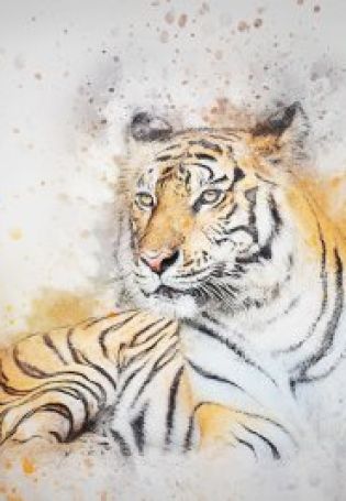 Рисунки амурских тигров