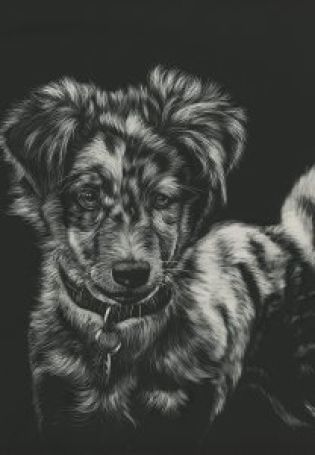 Рисунки собак карандашом