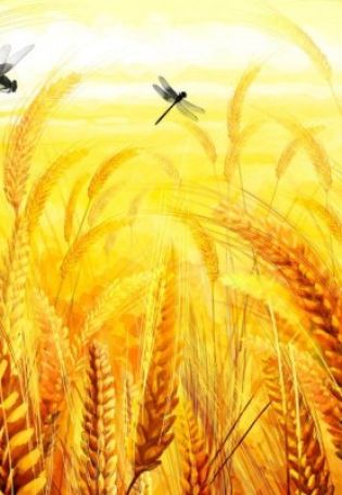 Рисунки пшеницы