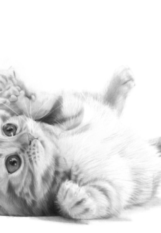 Котик нарисованный карандашом