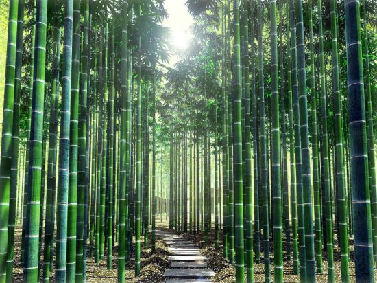 Бамбуковый лес япония