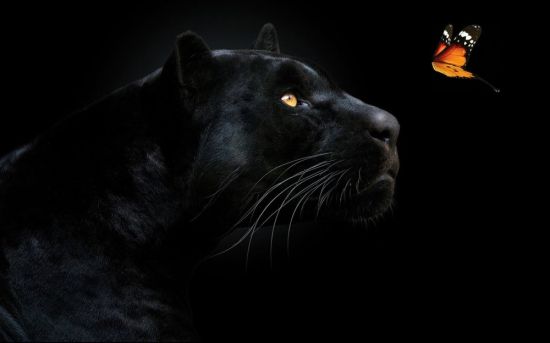 Черная пантера на черном фоне