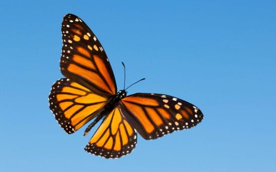 Голубая бабочка монарх
