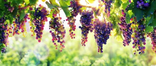 Красивый виноград