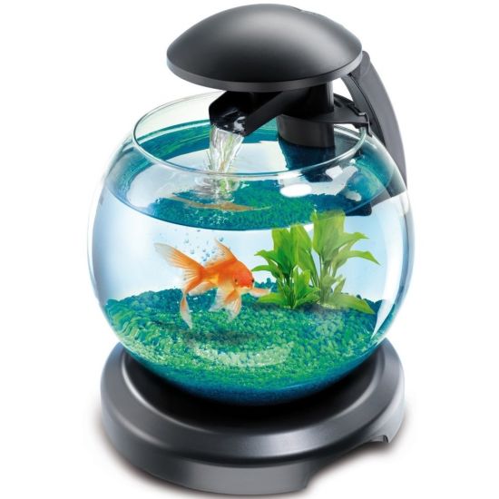 Круглый аквариум с петушком