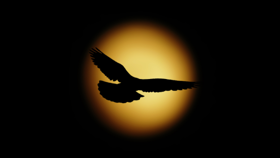 Ночные птицы