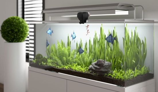 Видовой аквариум