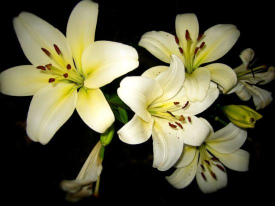 Цветы белые лилии