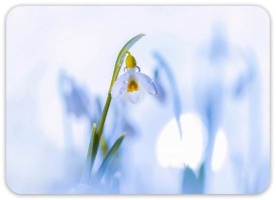 Голубенький чистый подснежник цветок