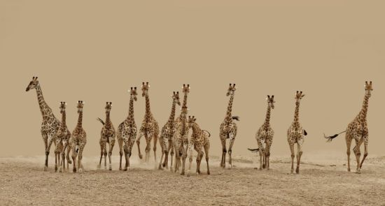 Жираф в африке