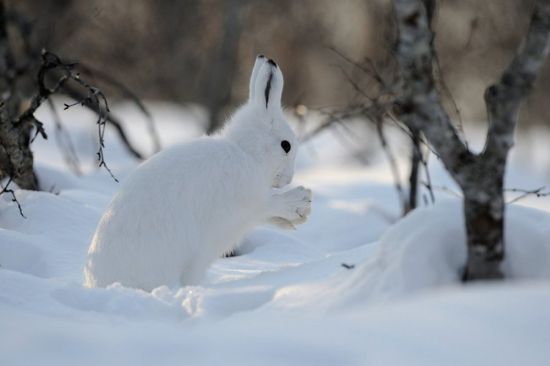 Северный заяц беляк