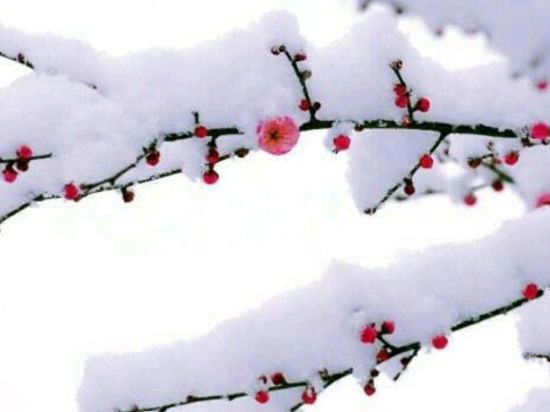 Сакура в снегу