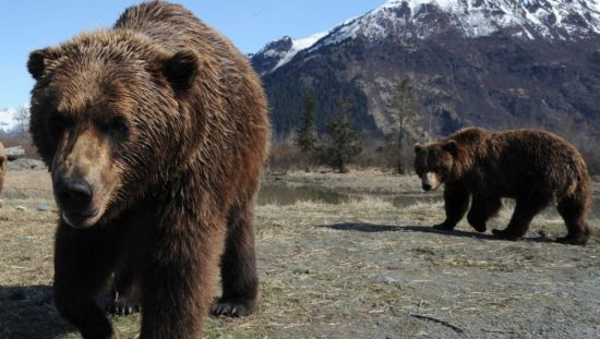 Северная америка медведь гризли