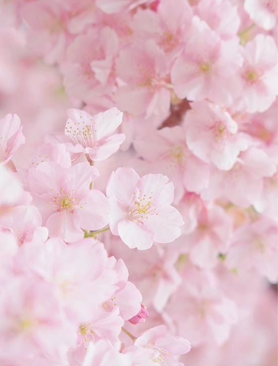 Розовые весенние цветы