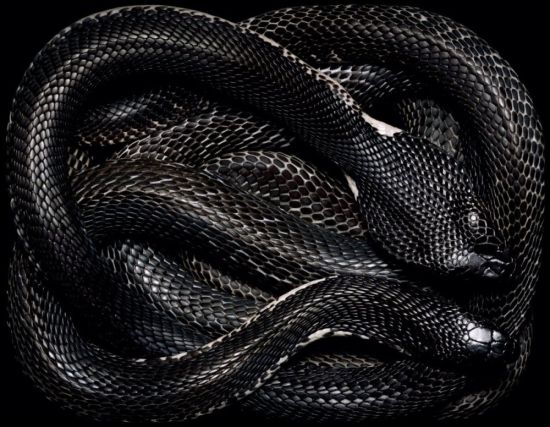 Черный аспид змея