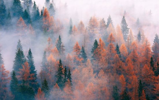 Обои лес в тумане