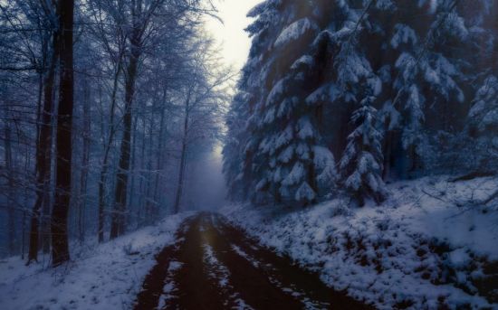 Темный зимний лес фон