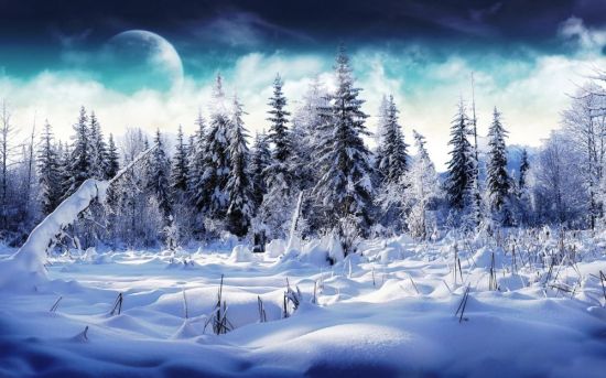 Волшебный зимний лес