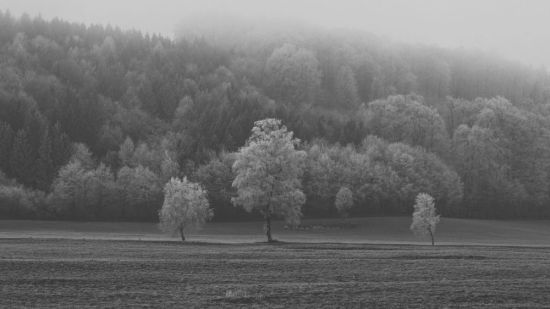 Черно белый лес