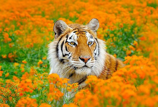 Тигр в природе