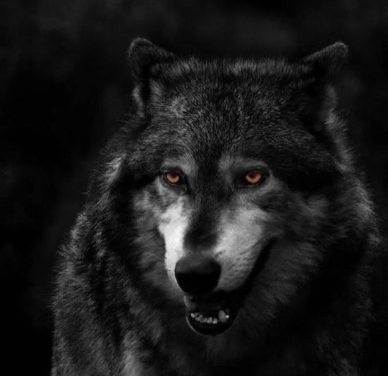 Морда волка на черном фоне
