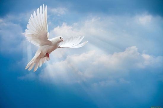 Белые голуби в небе