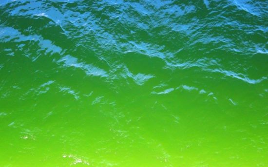 Зеленое море
