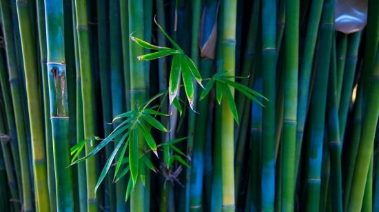 Фон для презентации бамбук