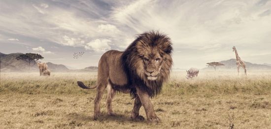 Лев в природе