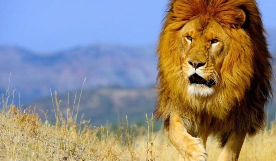 Красивые обои лев