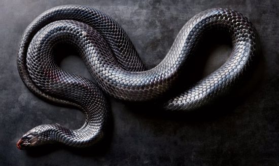 Змея кобра гремучая
