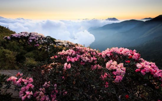 Красивая природа горы цветы