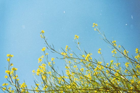Желтые цветы в природе