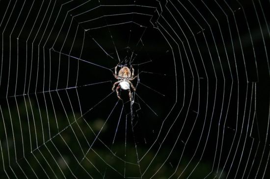 Ночные пауки