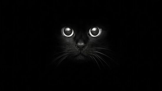 Черная кошка обои