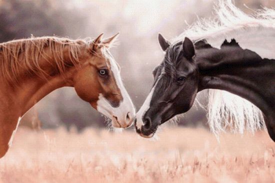 Парные обои с лошадьми