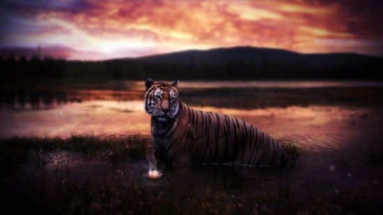 Тигр в дикой природе