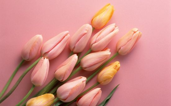 Обои розовые тюльпаны